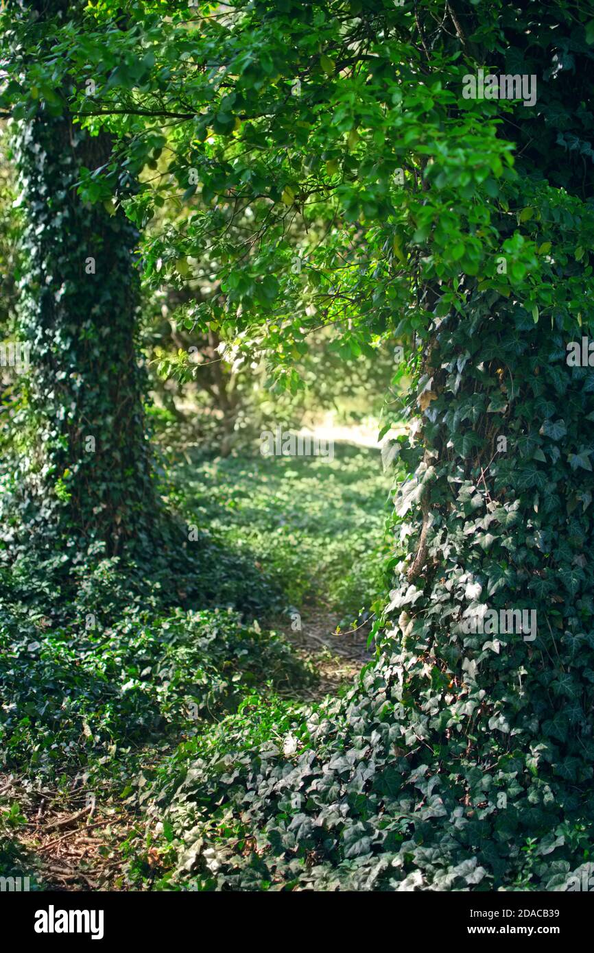Geheimnisvoller Wald mit Efeu (Hedera) Pflanze auf Baumstmmen  Stockfotografie - Alamy
