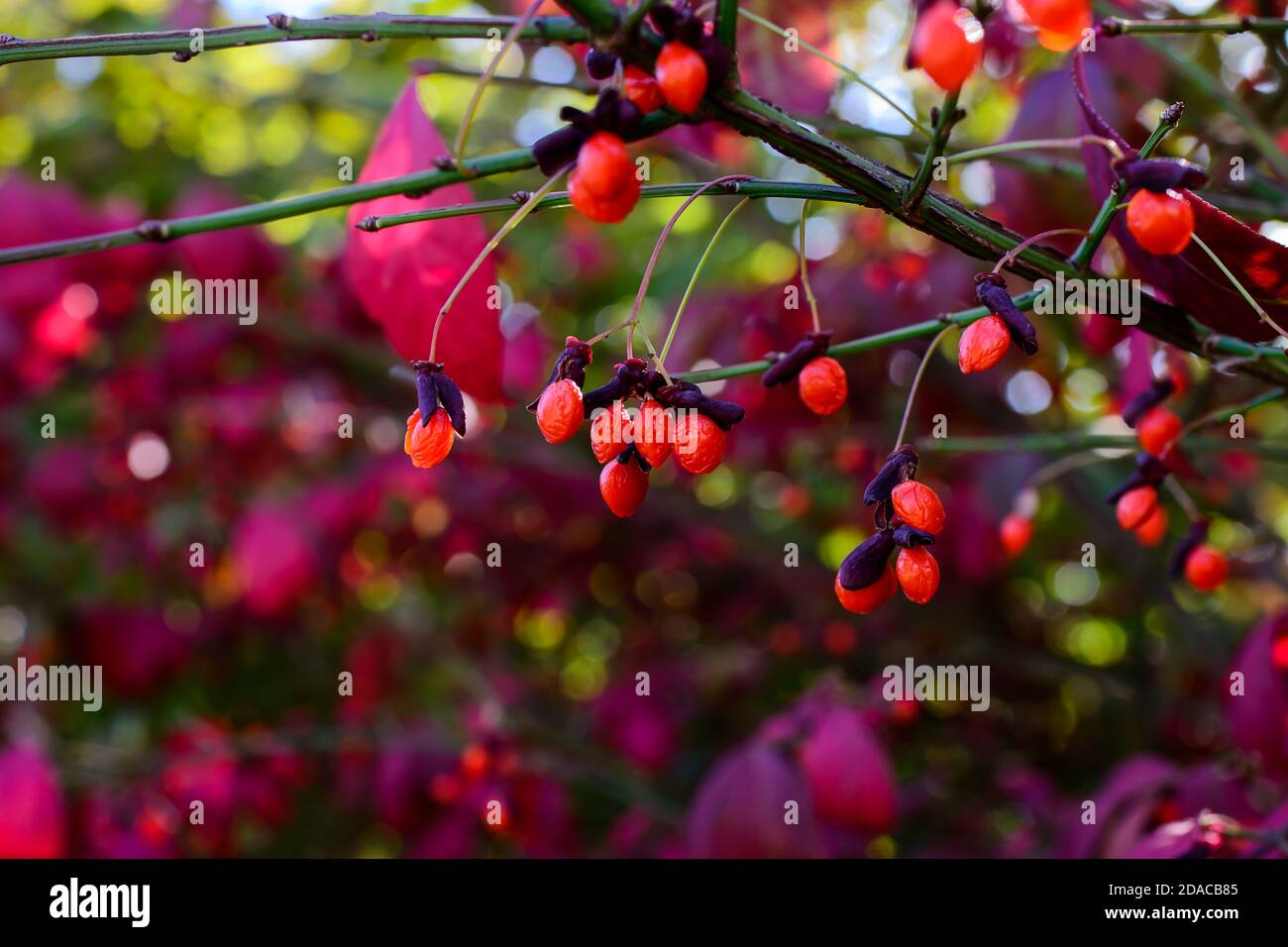 Rote Berberbeeren auf dem Baum im Garten Stockfoto