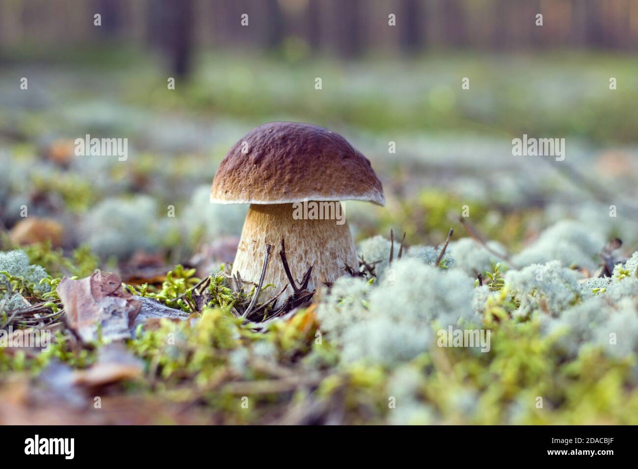 Einpilz Boletus pinophilus, allgemein bekannt als der Kiefernbolet oder Kiefernwald König Bolete wächst im Wald zwischen weißen und grünen Moos Stockfoto