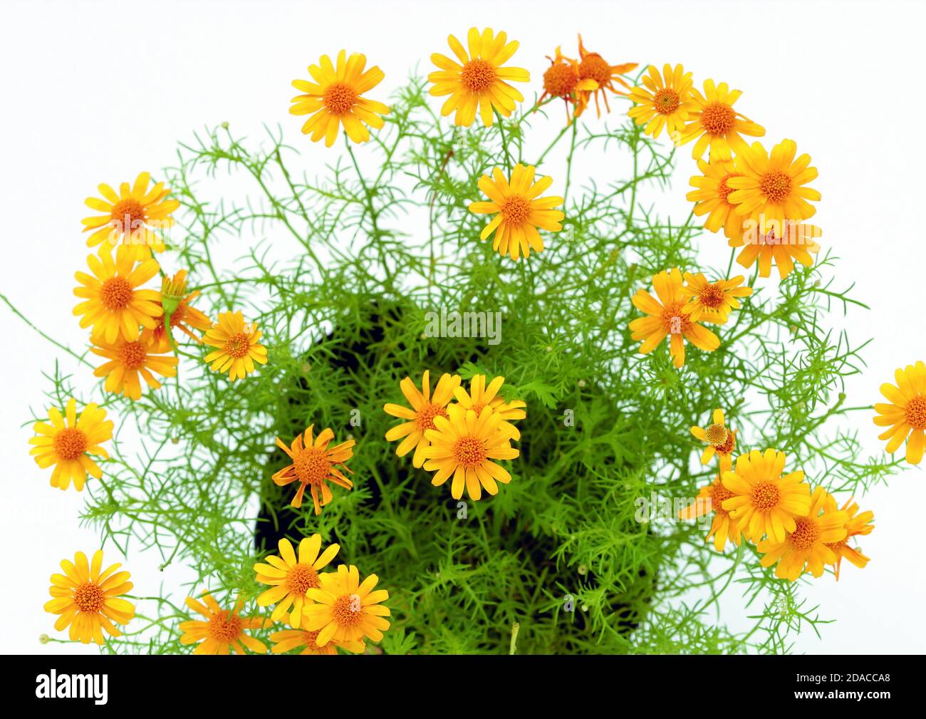 Frühling Hintergrund mit schönen gelben Blumen. Goldene Glocke, blühende gelbe Blüten. Vektorgrafik. Frühlingsdekor für Hotels, Restaurant-Menü Stockfoto