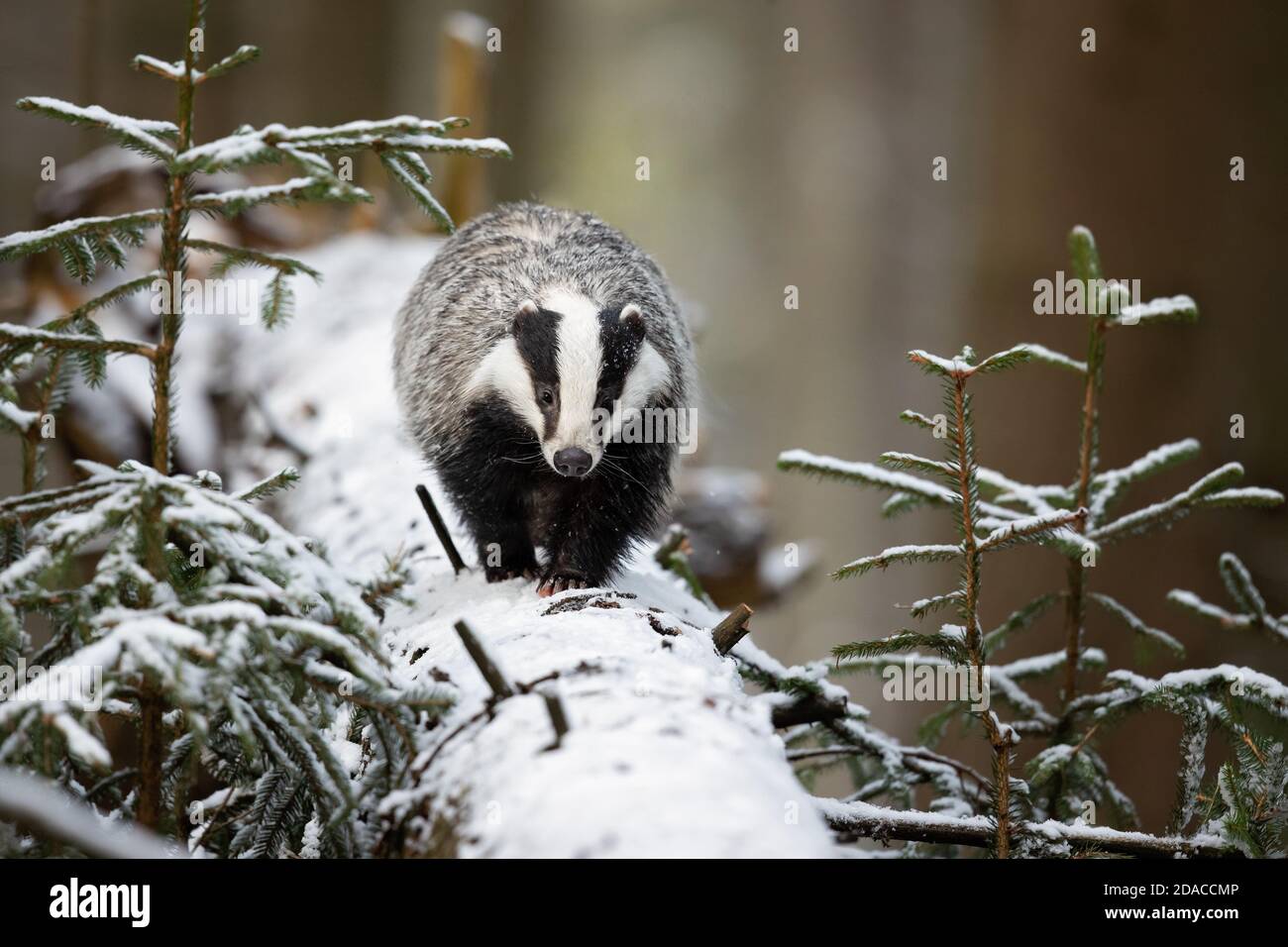 Der Europäische Dachs (Meles meles), auch als Eurasischer Dachs bekannt, ist eine Dachsart in der Familie Mustelidae, die in fast ganz Europa beheimatet ist Stockfoto