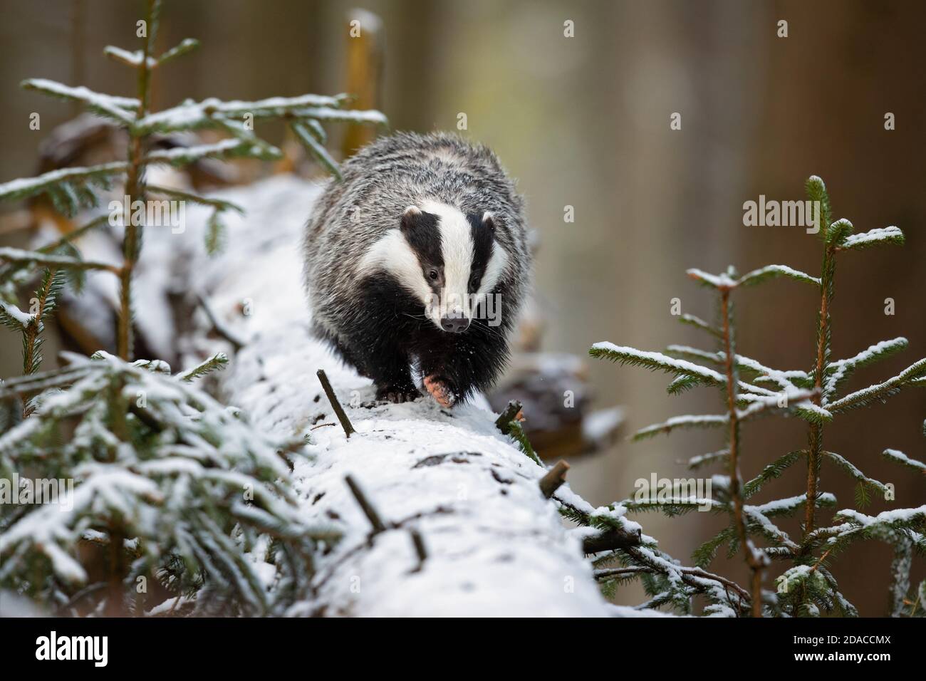 Der Europäische Dachs (Meles meles), auch als Eurasischer Dachs bekannt, ist eine Dachsart in der Familie Mustelidae, die in fast ganz Europa beheimatet ist Stockfoto