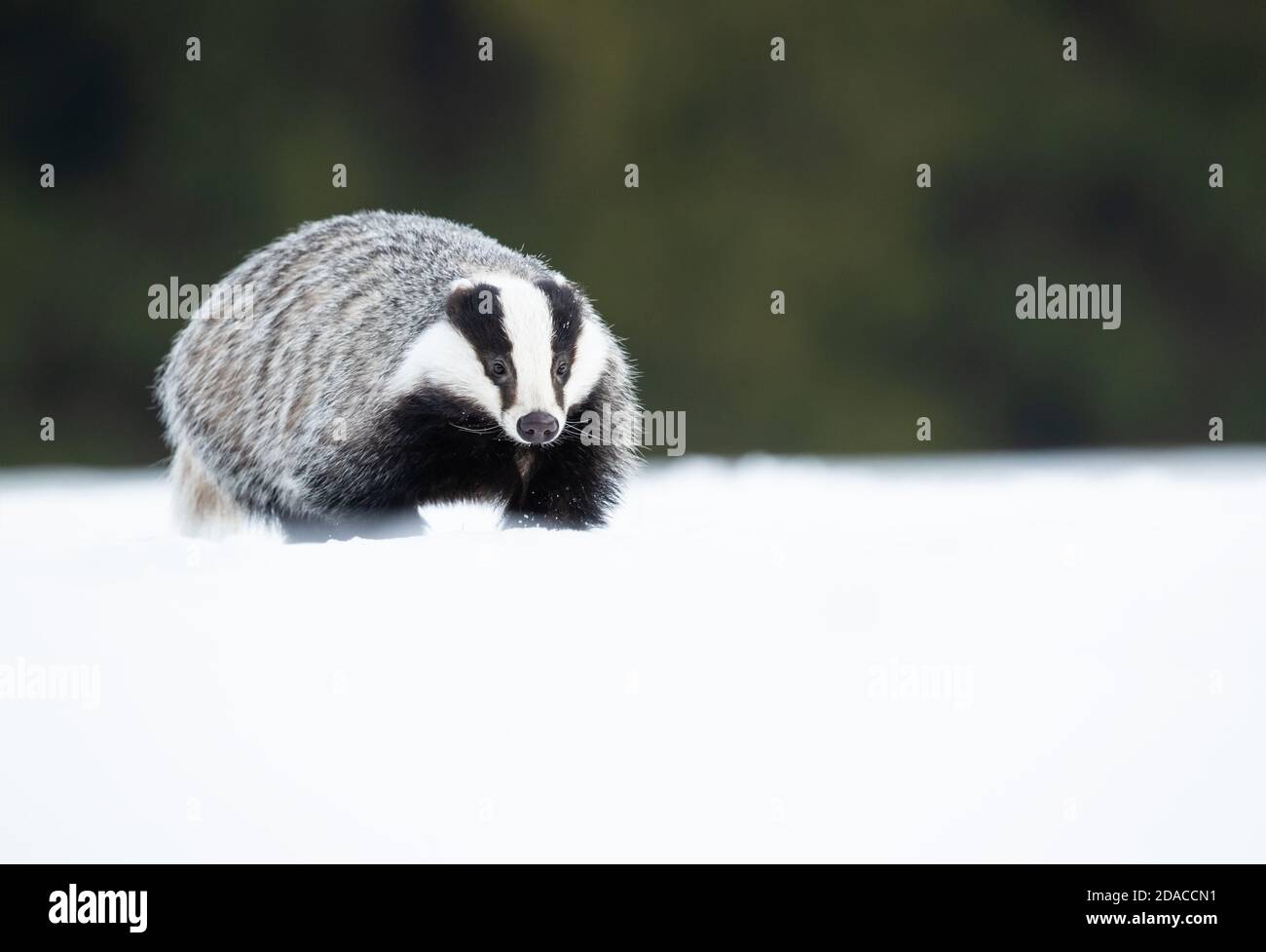 Der Europäische Dachs (Meles meles), auch als Eurasischer Dachs bekannt, ist eine Dachsart in der Familie Mustelidae, die in fast ganz Europa beheimatet ist Stockfoto