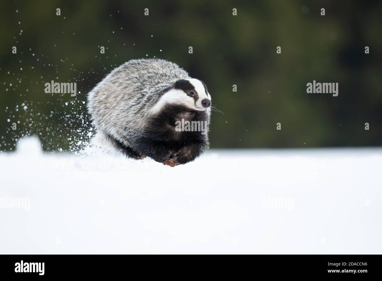 Der Europäische Dachs (Meles meles), auch als Eurasischer Dachs bekannt, ist eine Dachsart in der Familie Mustelidae, die in fast ganz Europa beheimatet ist Stockfoto