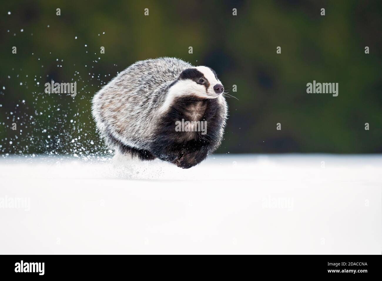 Der Europäische Dachs (Meles meles), auch als Eurasischer Dachs bekannt, ist eine Dachsart in der Familie Mustelidae, die in fast ganz Europa beheimatet ist Stockfoto