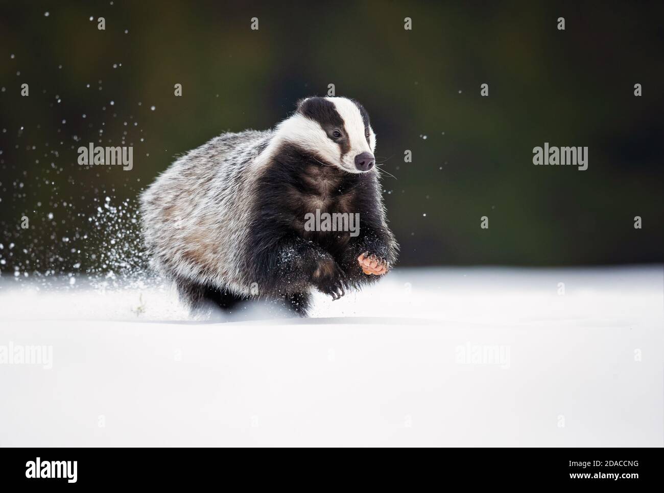 Der Europäische Dachs (Meles meles), auch als Eurasischer Dachs bekannt, ist eine Dachsart in der Familie Mustelidae, die in fast ganz Europa beheimatet ist Stockfoto