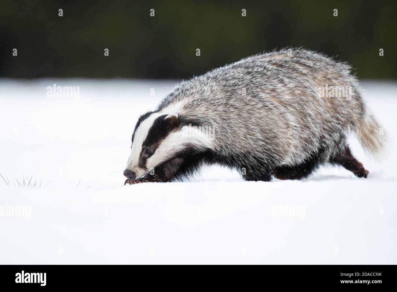 Der Europäische Dachs (Meles meles), auch als Eurasischer Dachs bekannt, ist eine Dachsart in der Familie Mustelidae, die in fast ganz Europa beheimatet ist Stockfoto
