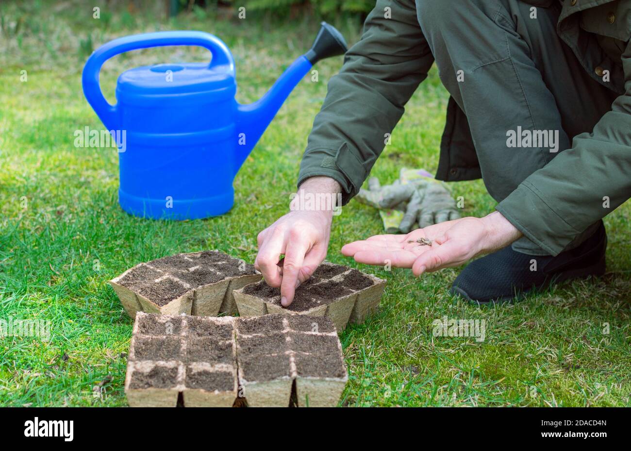 Der Mensch (nur seine Hände auf dem Foto, kein Gesicht) sät Samen in vielen Kartonbehältern im Hinterhof. Stockfoto