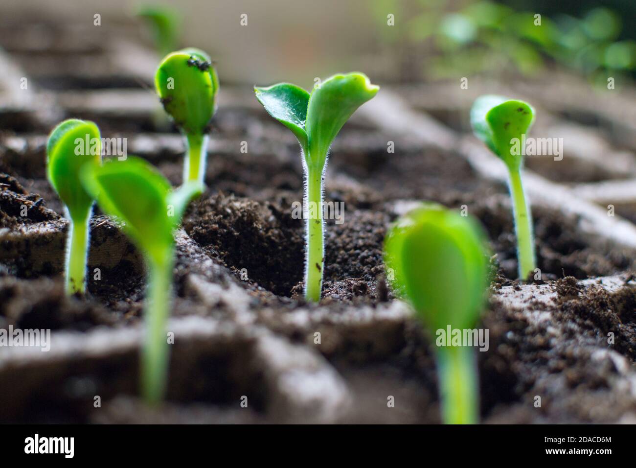 Frische Mark-Setzlinge (Zucchini) 'Wanda' wachsen in Kartonbehältern im Vorfrühling. Vorbereitung auf die Neuanlage in einem Gewächshaus. Stockfoto