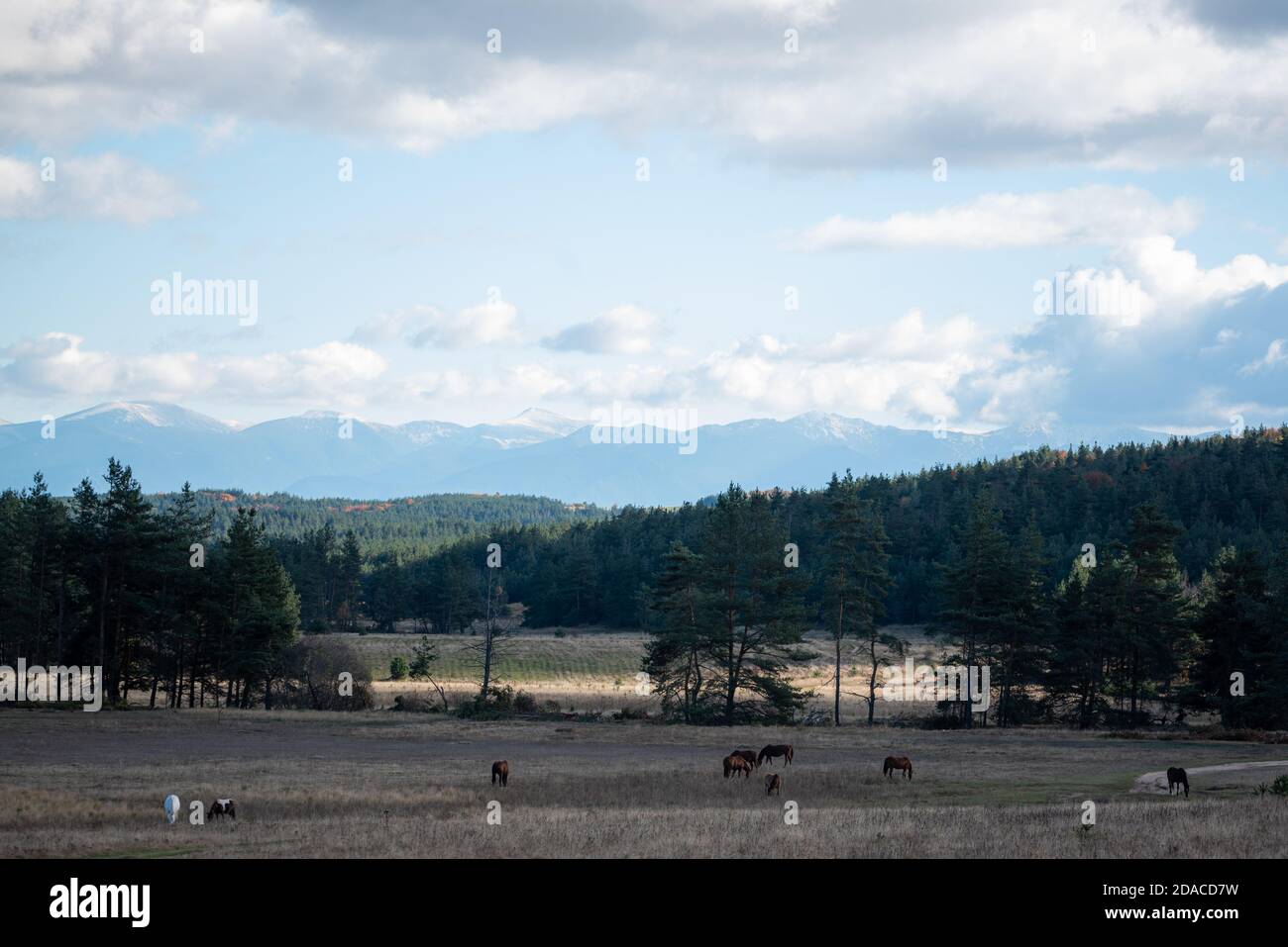 Pferde pasten auf Grasland Bergwald Panorama Herbst ländlichen Blick wolkiger Tag Stockfoto