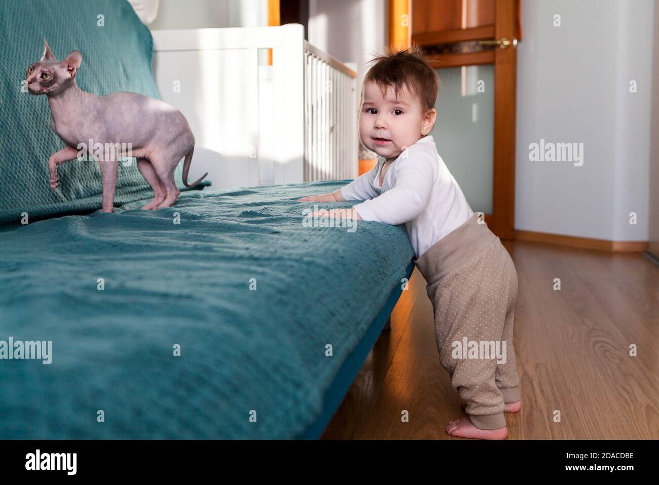 Kleiner kaukasischer Junge, der mit sphynx Katze spielt, Kleinkind, das neben der Couch im Wohnzimmer steht Stockfoto