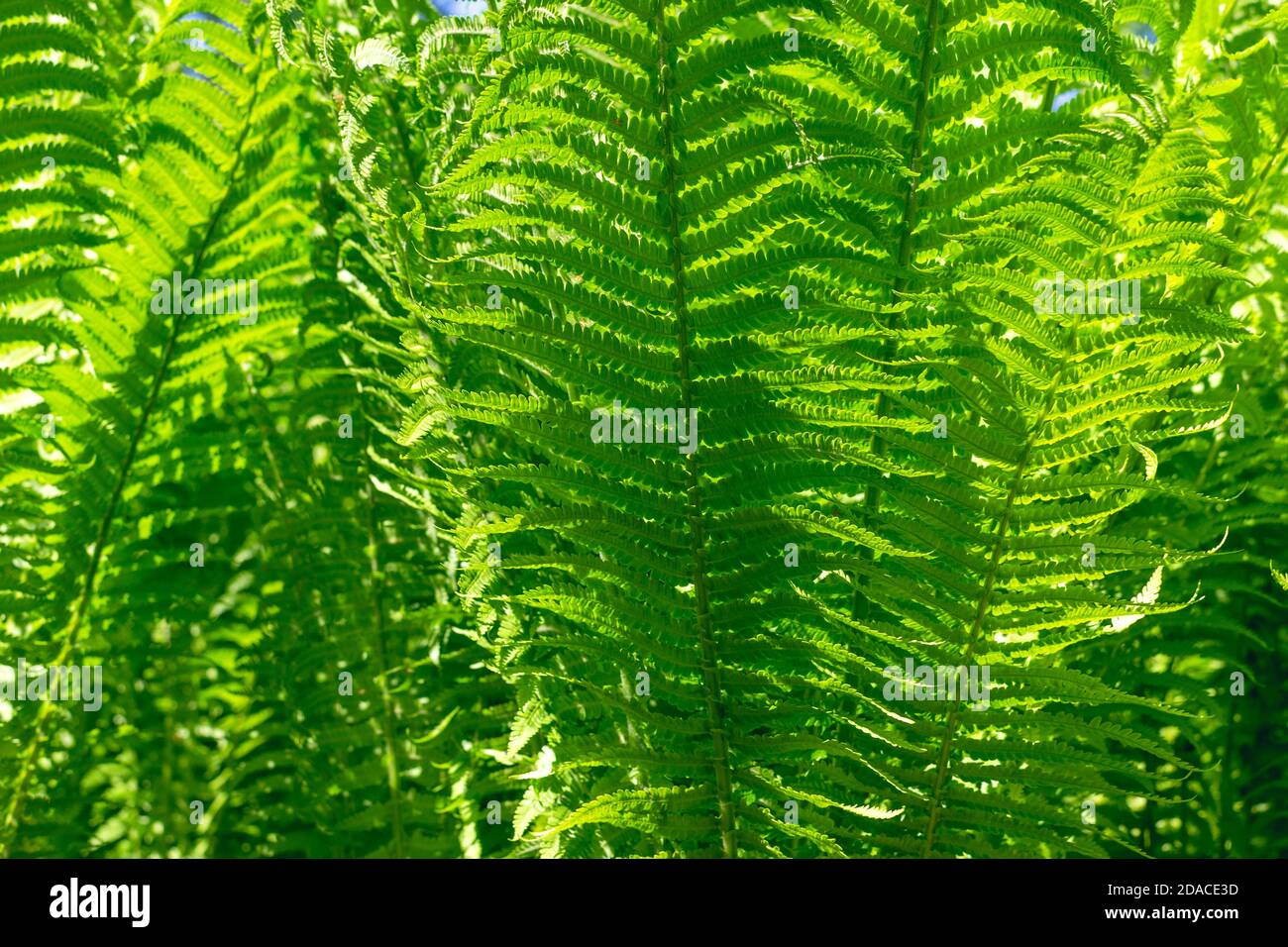 Tropischer Hintergrund mit grünen Farnen Stockfoto
