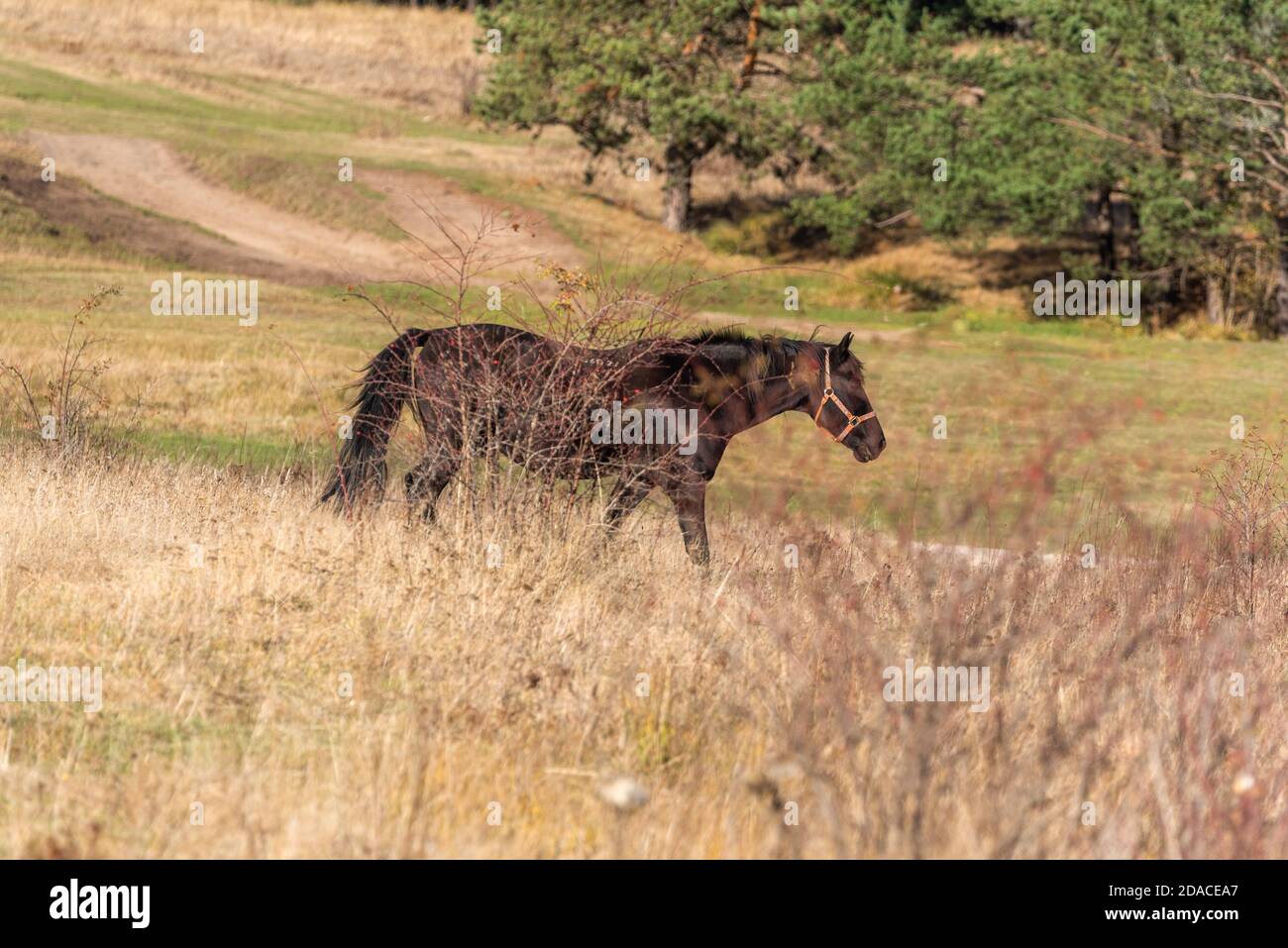 Schönes Hengstpferd galoppieren in goldener Natur trocken Herbst groß Gras in der Nähe von Wald auf einer Ranch Stockfoto