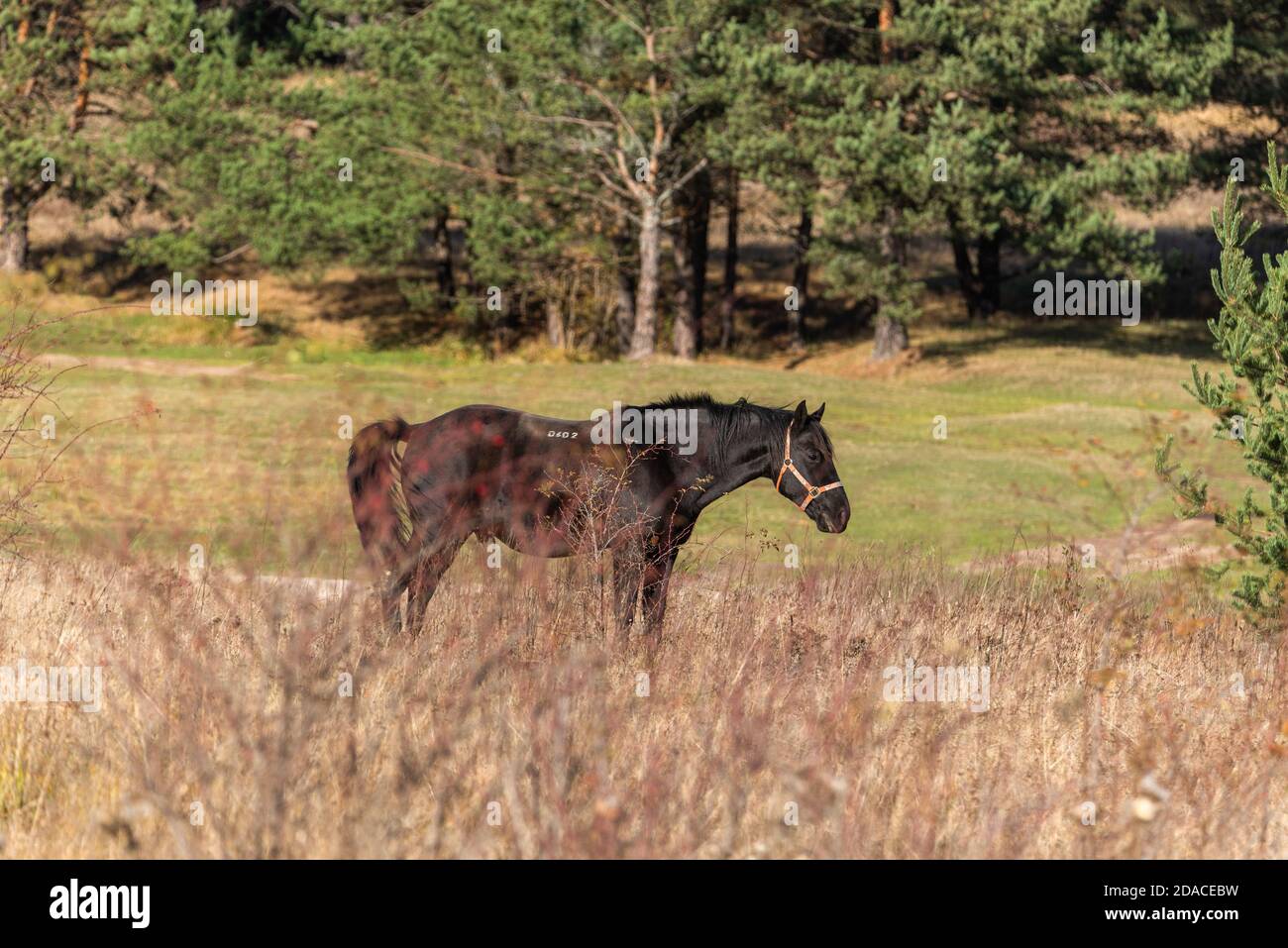 Schönes Hengstpferd galoppieren in goldener Natur trocken Herbst groß Gras in der Nähe von Wald auf einer Ranch Stockfoto