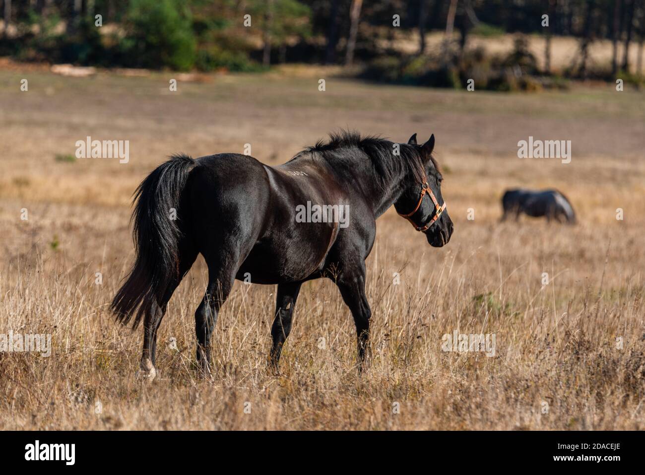 Schönes Hengstpferd galoppieren in goldener Natur trocken Herbst groß Gras in der Nähe von Wald auf einer Ranch Stockfoto