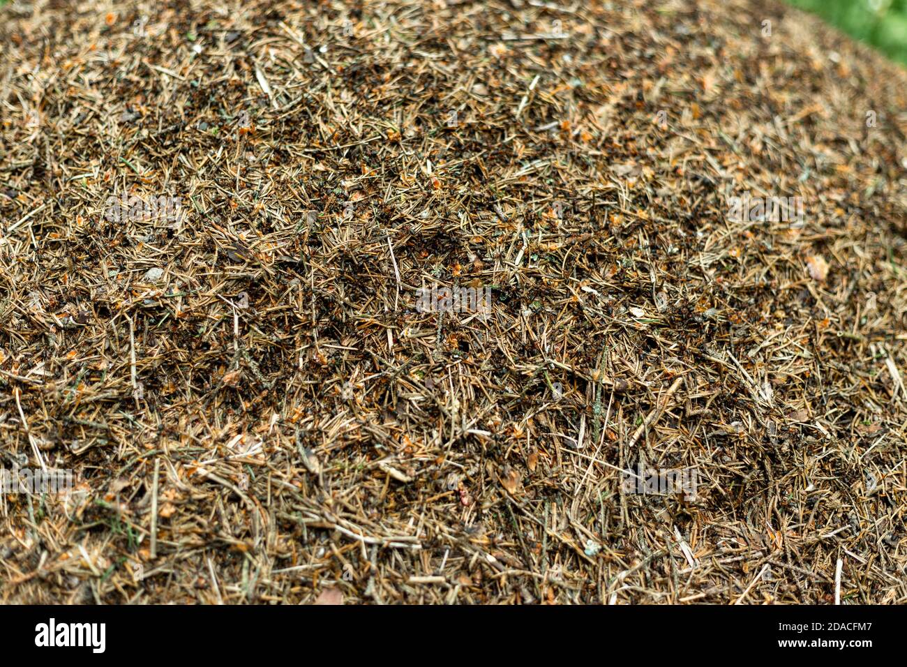 Waldanthill mit Ameisen Makroschießen Stockfoto