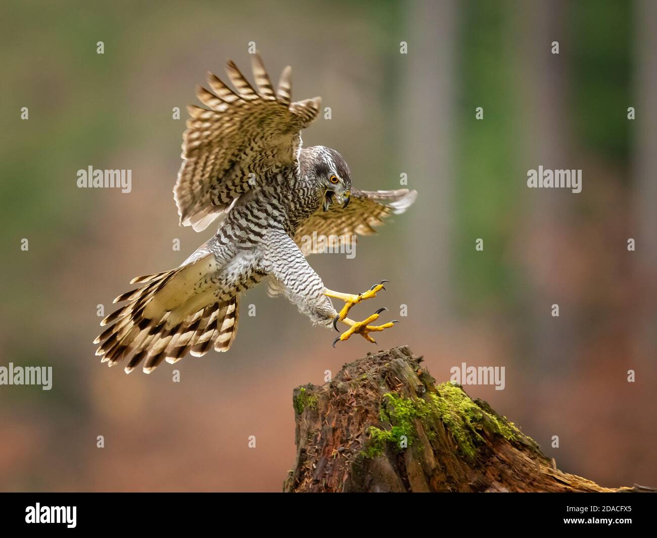 Nördlicher Habicht im Flug Stockfoto