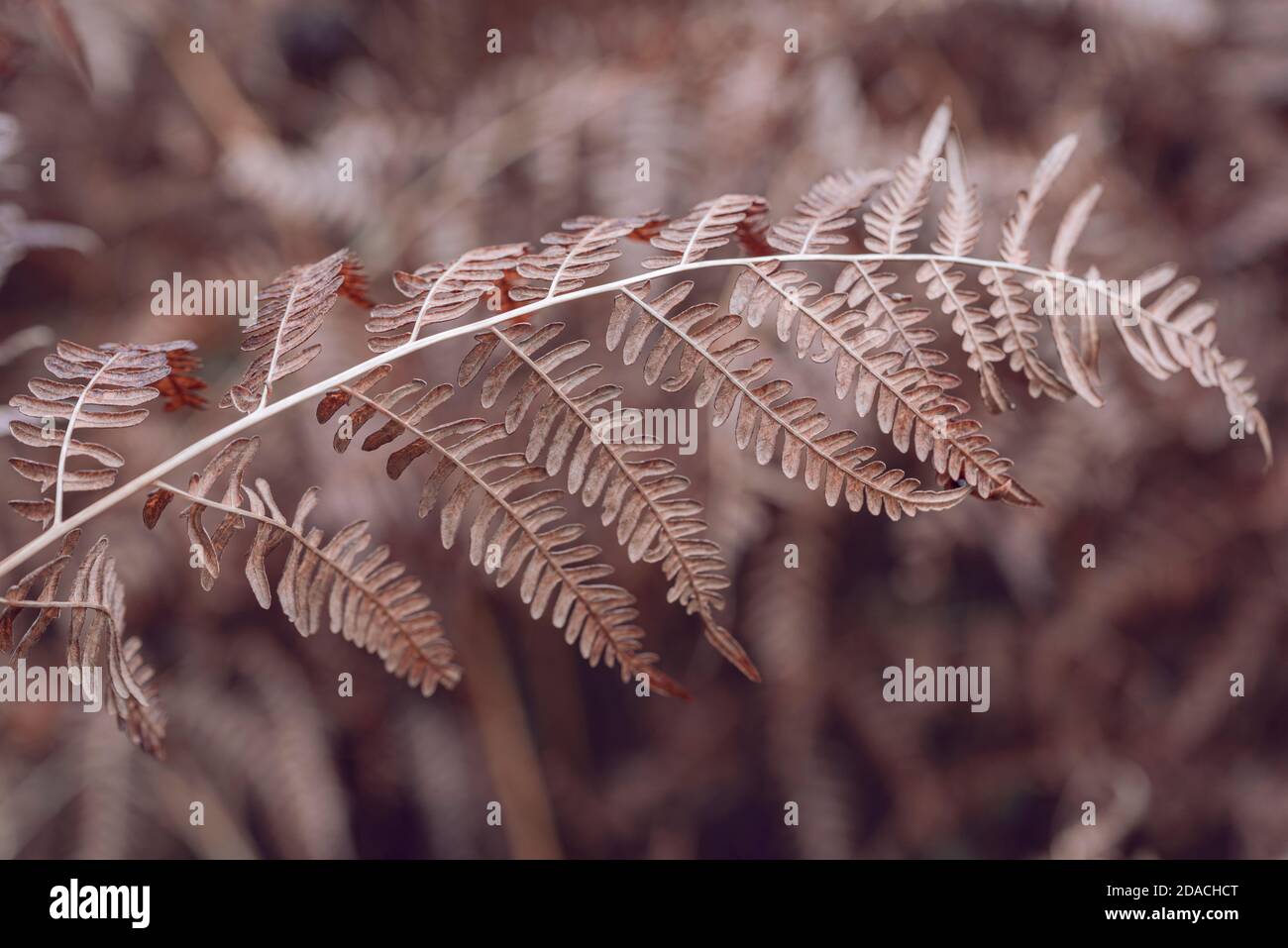 Braunfarn im Herbst Stockfoto