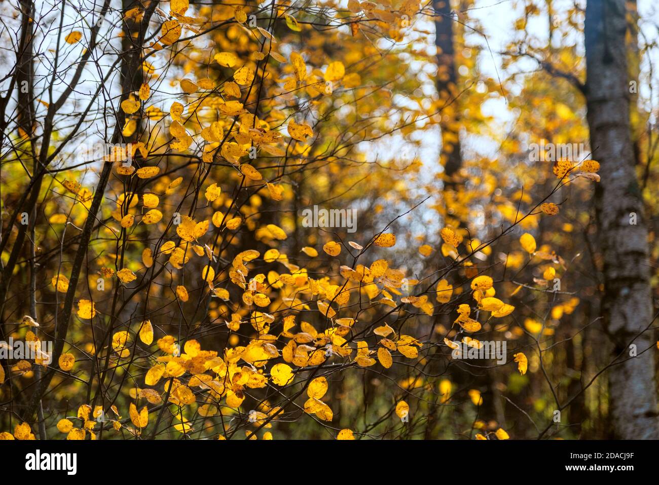 Abstrakter Herbst Natur Hintergrund mit wachsenden Büschen mit leuchtend gelben Blättern im Wald. Stockfoto