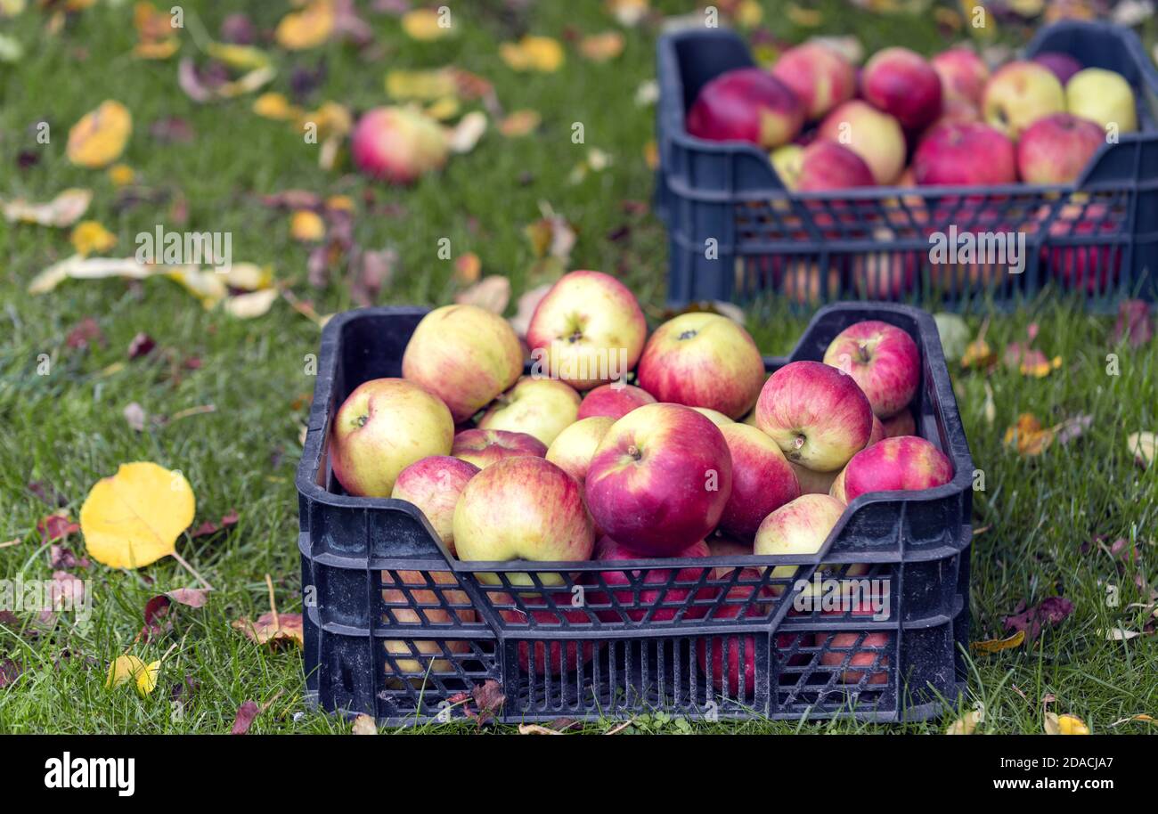 Sammelte reife Äpfel in einer Plastikbox auf dem Gras zwischen gefallenen Apfelbaumblättern im Obstgarten. Herbsterntekonzept. Stockfoto