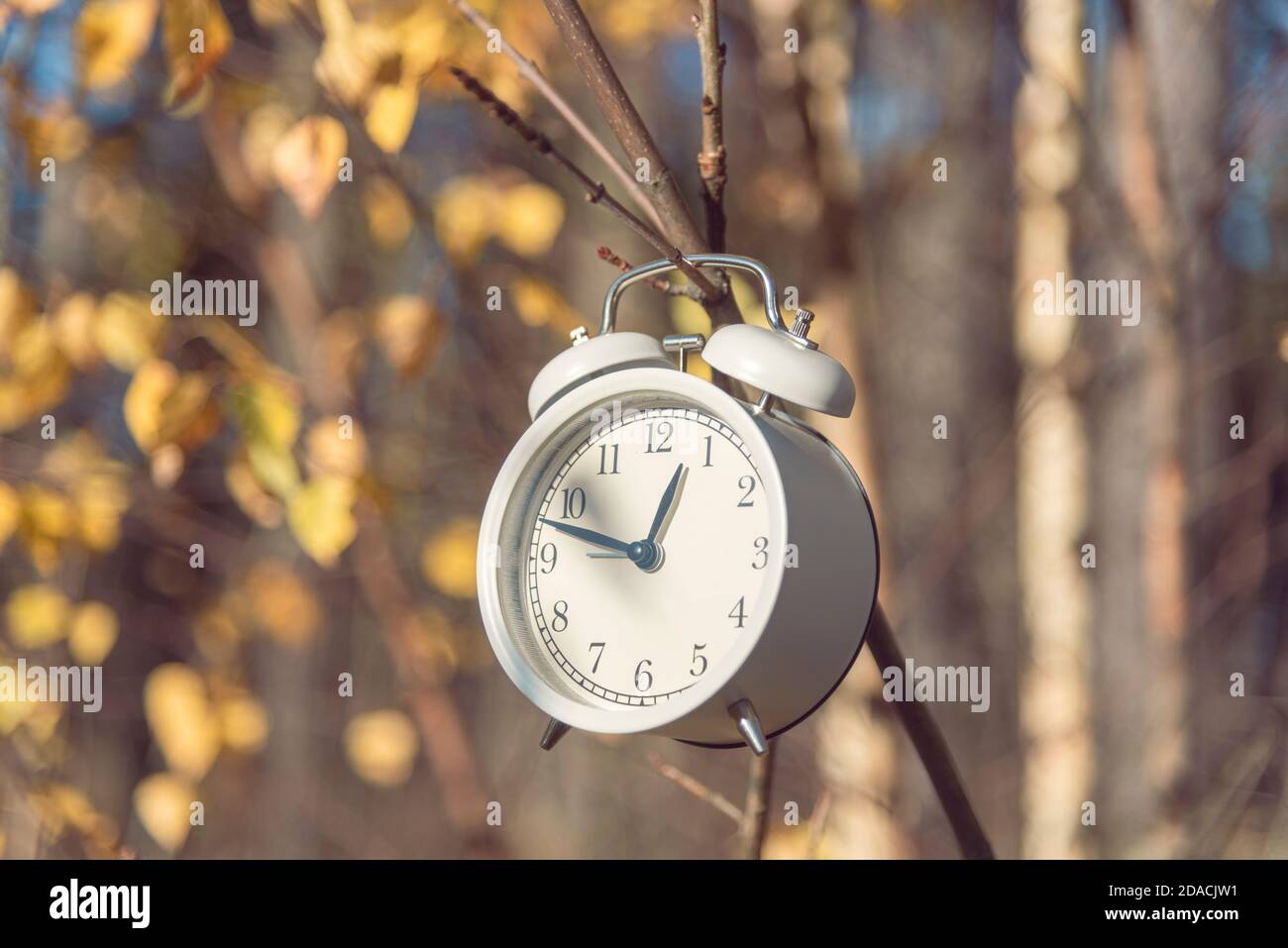 Weißer Wecker hängt am sonnigen Herbsttag am Busch im Wald. Konzept der  Sommerzeit Stockfotografie - Alamy