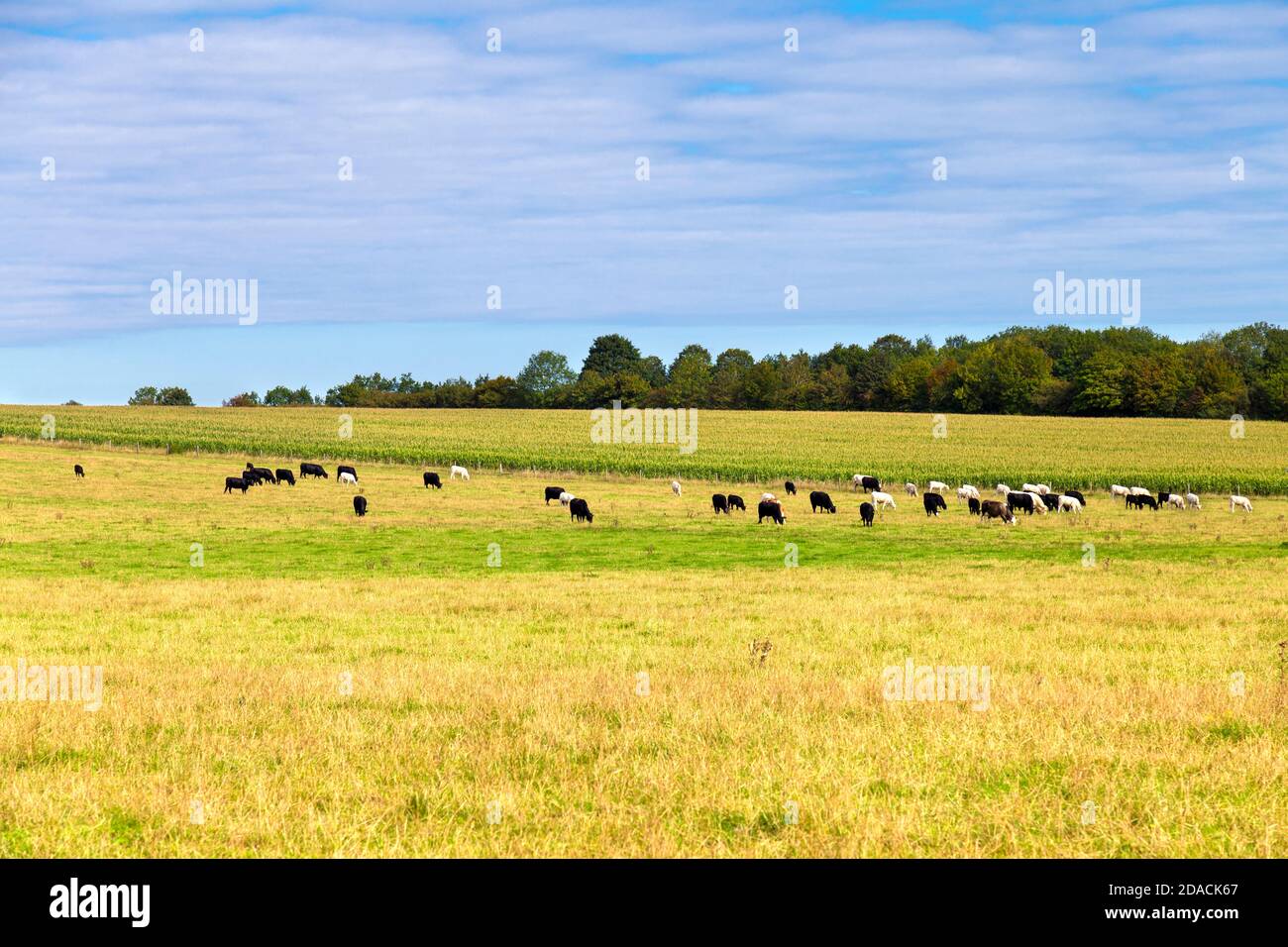 Kühe auf einer grünen Weide auf dem Land zwischen Baldock und Radwell entlang der C12-Radroute, Hertfordshire, Großbritannien Stockfoto