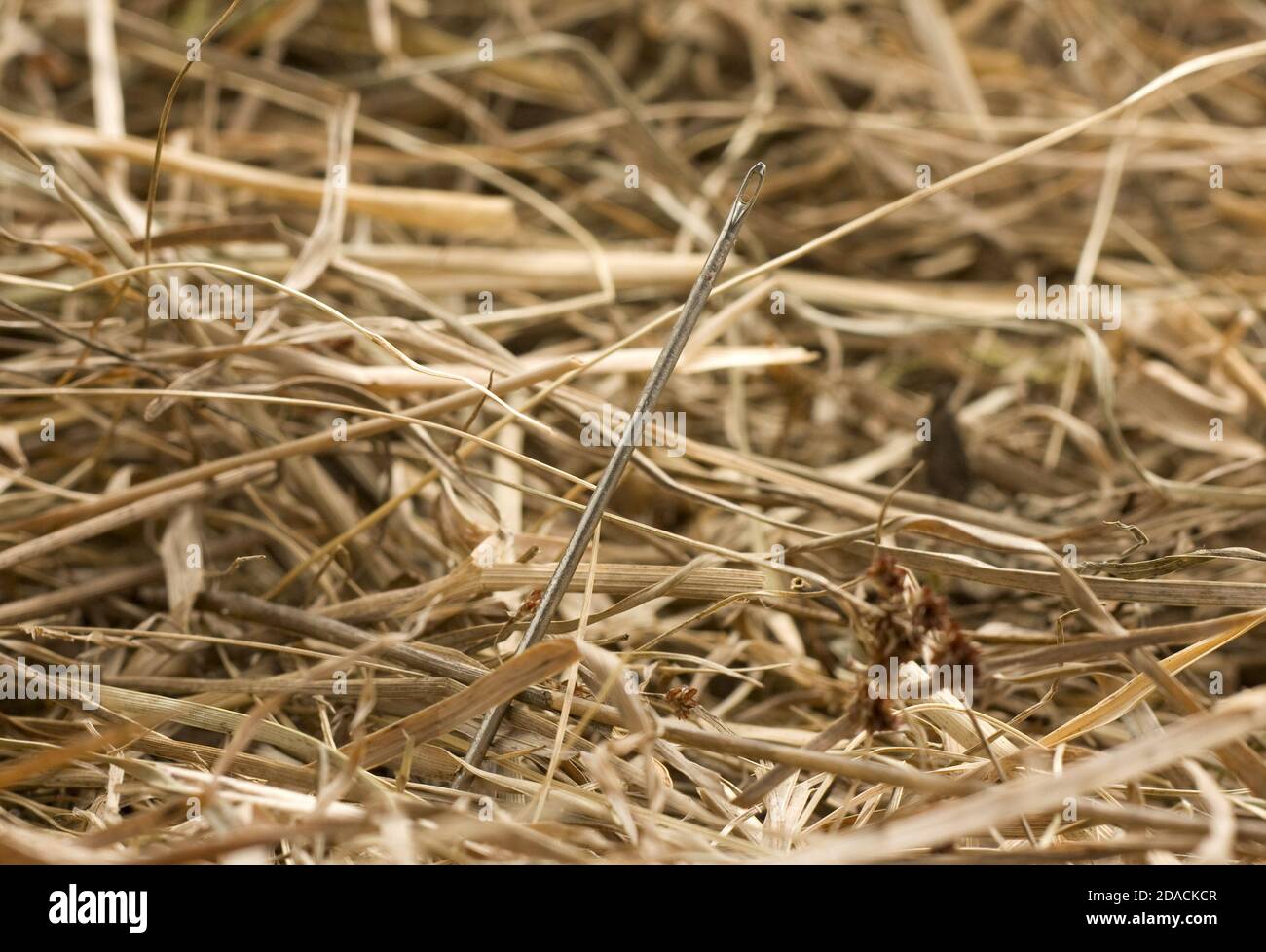 Selektiver Fokusschuss einer Nadel im Heuhaufen Stockfoto