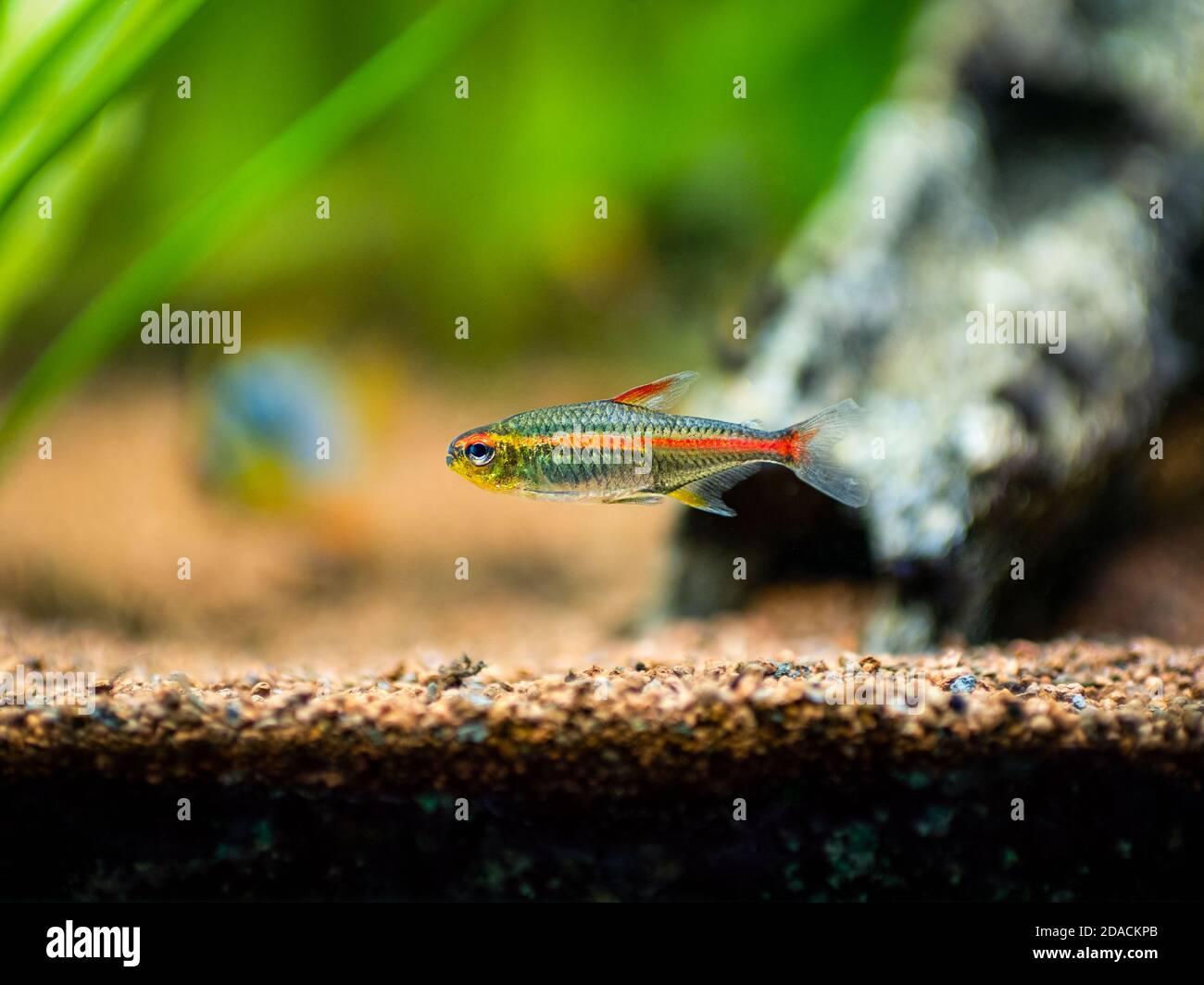 tetra Growlight (Hemigrammus Erythrozonus) Isoliert in einem Aquarium mit verschwommenem Hintergrund Stockfoto