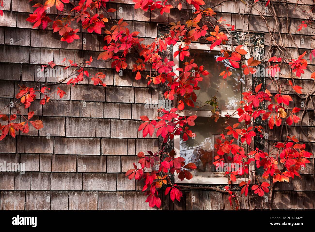 Auffällige Virginia Creeper rote Blattstöcke um ein Fenster auf einem Holzschindelhaus in Orange County, New York, USA. Stockfoto