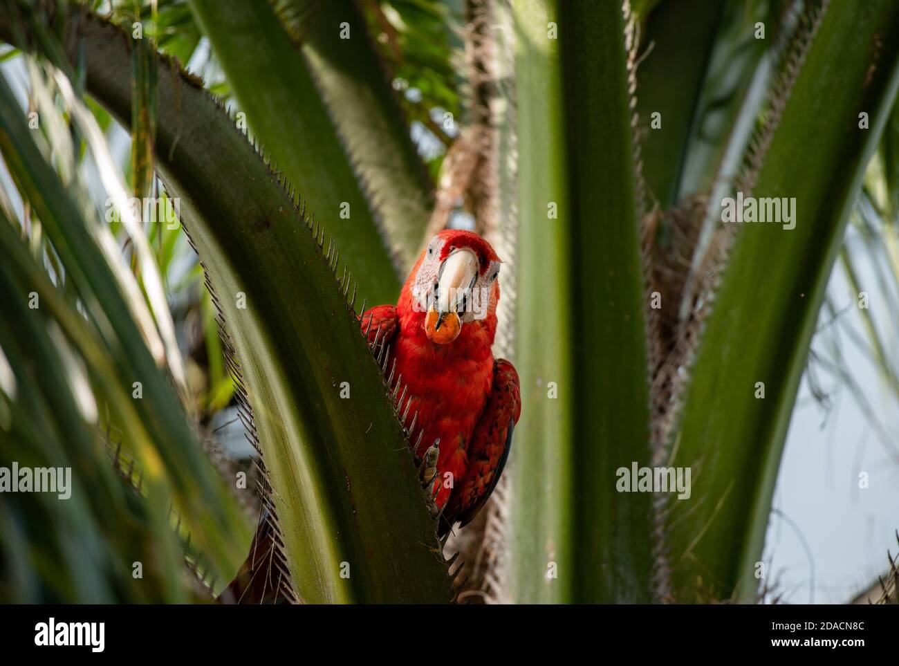 Scharlachrote Ara, die Früchte frisst, Ara macao, wilder farbenfroher Papagei, Vogeltier in Costa Rica, mit Früchten im Schnabel auf einer Palme und gerader Blick Stockfoto