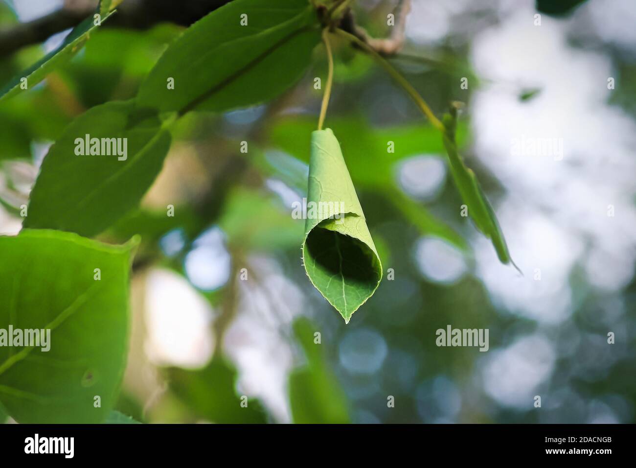 Ein zusammengerolltes Blatt, das durch eine Lafroller verursacht wird Stockfoto