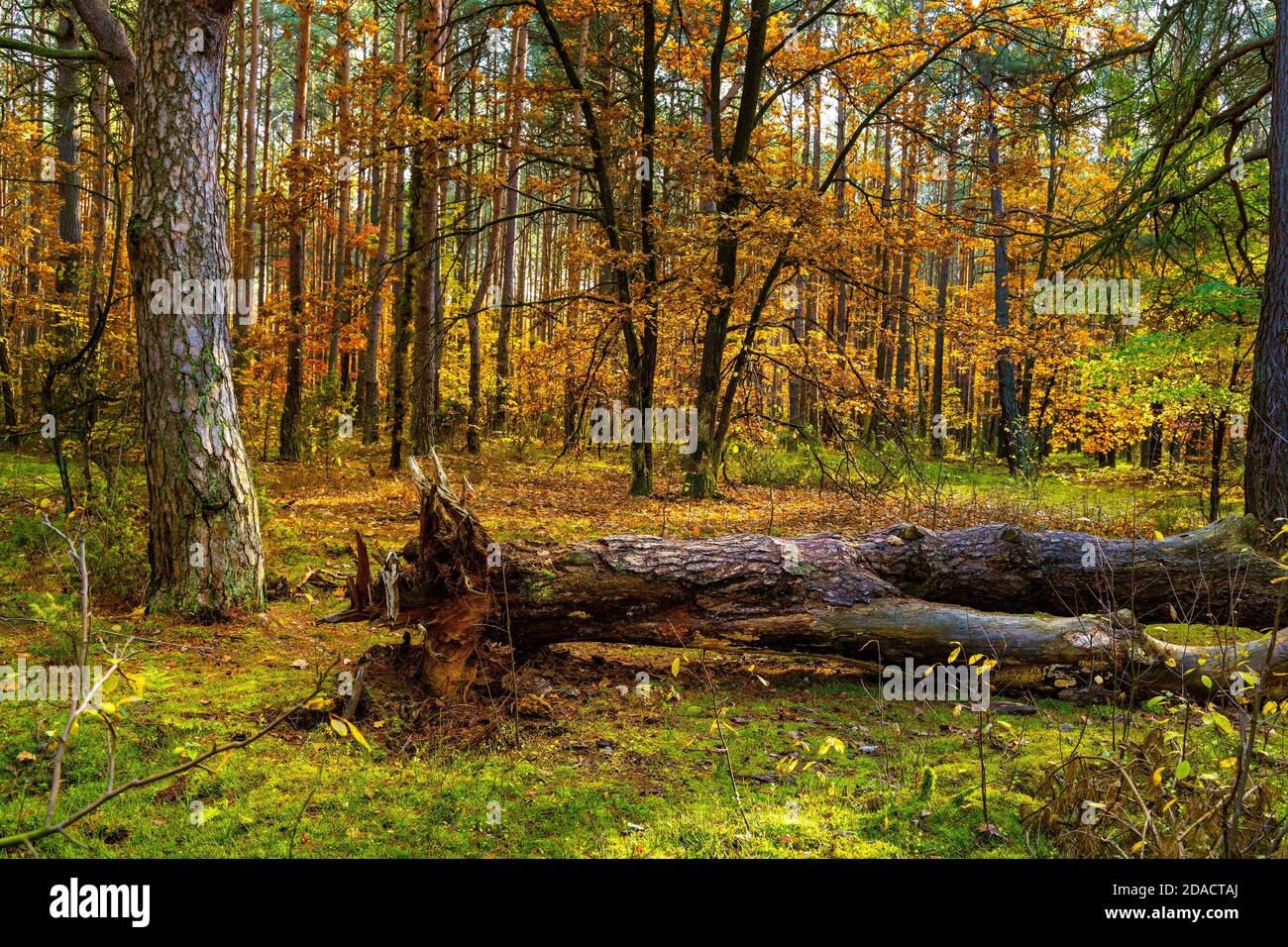 Herbst bunte Landschaft von gemischten Wald Dickicht mit gefallenen europäischen Schwarzer Erlenbaum - lateinischer Alnus glutinosa - in Kampinos Naturschutzgebiet in Polen Stockfoto