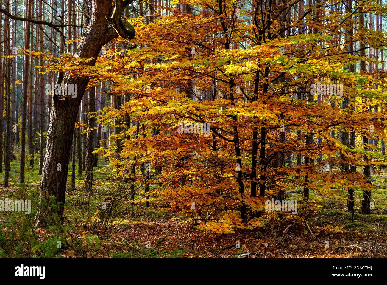 Herbst bunte Landschaft von gemischten Wald Dickicht mit europäischen Schwarz Erlenbaum - latein Alnus glutinosa - in Kampinos Natur Buchen Sie in Polen Stockfoto