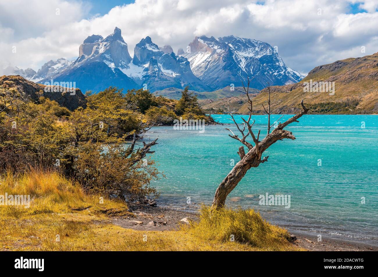Schiefe Baum wegen Wind und Wetter am Pehoe See mit den Cuernos del Paine Gipfeln, Torres del Paine Nationalpark, Patagonien, Chile. Stockfoto