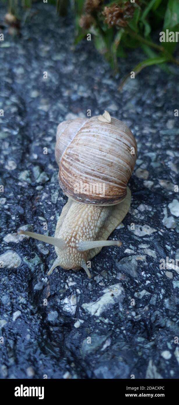 Schnecke auf Asphalt Nahaufnahme, Weinbergschnecke (Helix pomatia) Stockfoto