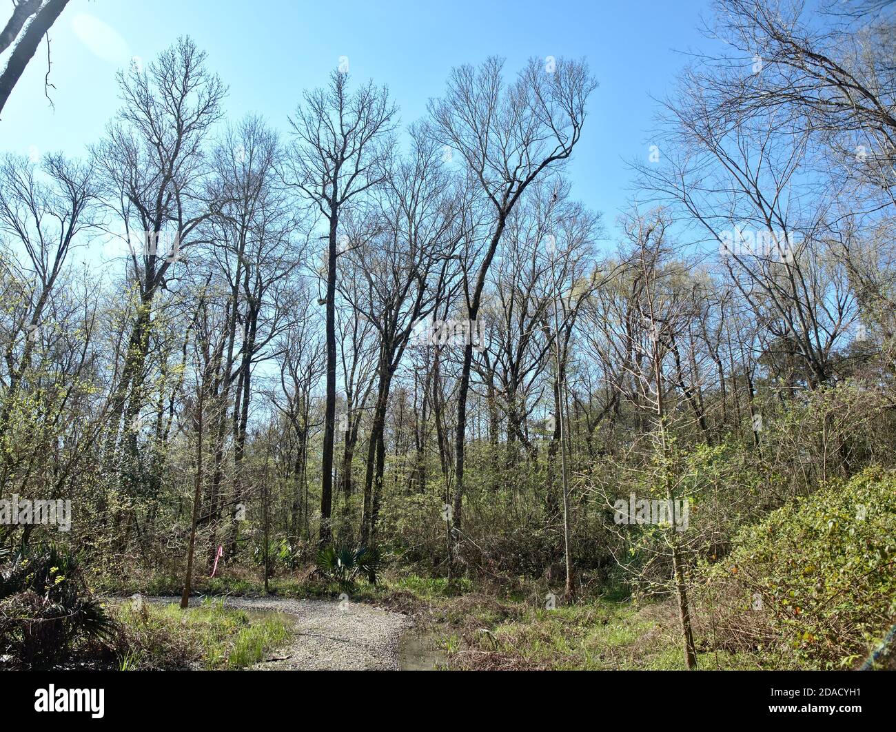Blick auf den Burden Woods Park in Baton Rouge, Louisiana, USA Stockfoto