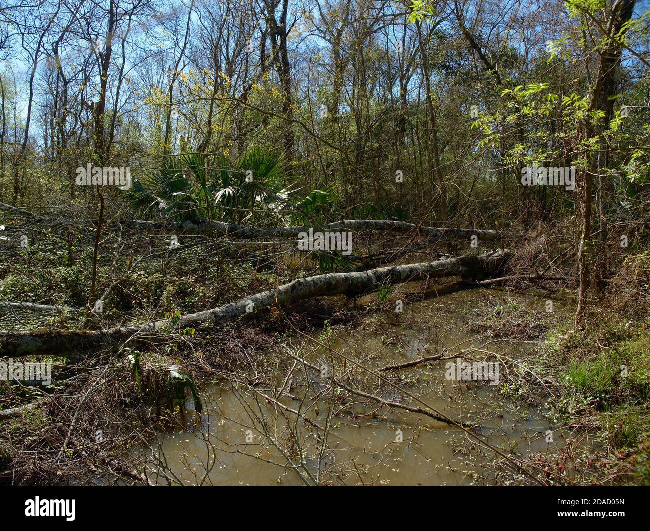 Blick auf den Burden Woods Park in Baton Rouge, Louisiana, USA Stockfoto
