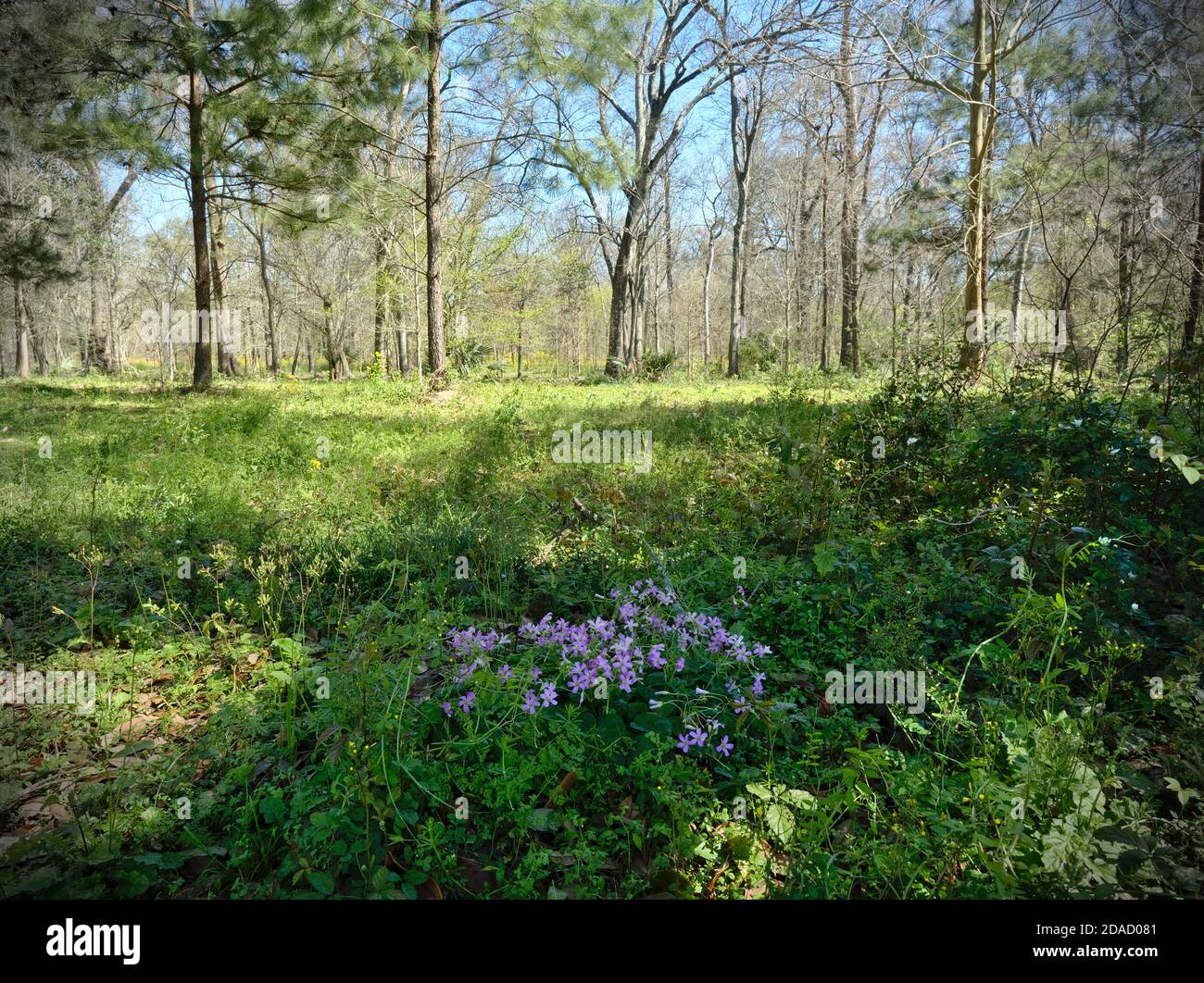 Blick auf den Burden Woods Park in Baton Rouge, Louisiana, USA Stockfoto