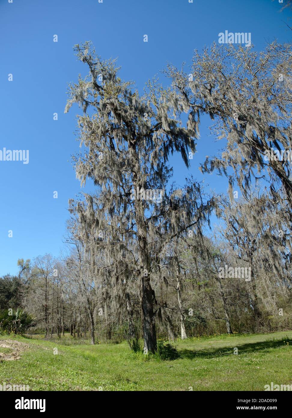 Blick auf den Burden Woods Park in Baton Rouge, Louisiana, USA Stockfoto