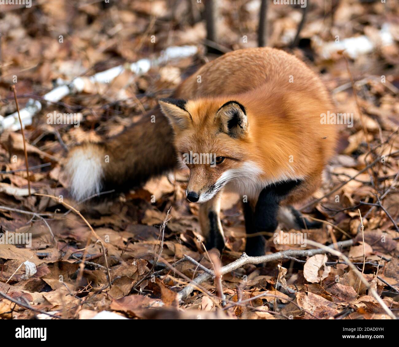 Red Fox im Wald Nahrungssuche mit verschwommenem Hintergrund, Herbst braun Blätter in seiner Umgebung und Lebensraum, zeigt Fuchsschwanz, Fuchspelz. Stockfoto