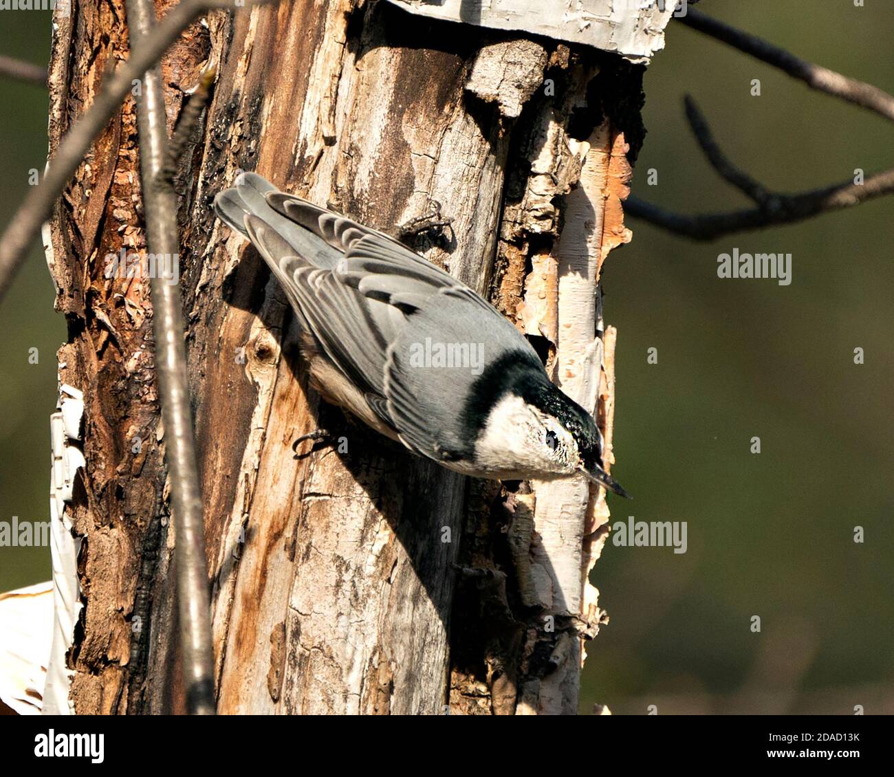 Weiß-reihige Nuthatch Vogel Nahaufnahme Profil Ansicht auf einem Birkenstamm mit einem verschwommenen Hintergrund in seiner Umgebung und Lebensraum thront. Stockfoto