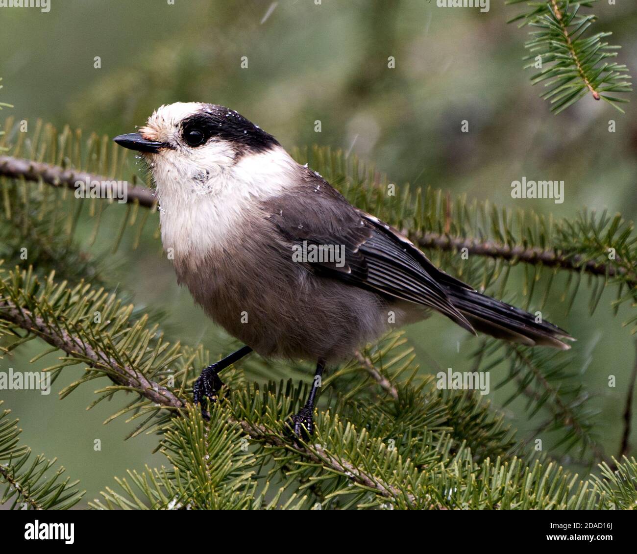 Grey Jay Vogel Nahaufnahme Profil Blick auf einen Zweig mit Fichtennadelbaum thront und verwischen Hintergrund in seiner Umgebung und Lebensraum. Stockfoto