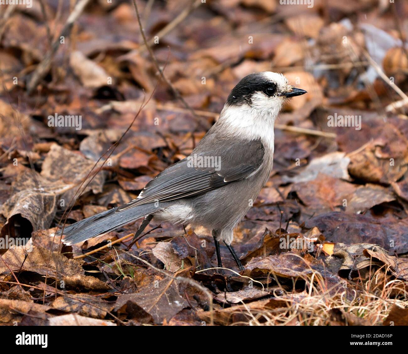 Grey Jay Vogel Nahaufnahme Profil Ansicht auf Herbst braun Blätter mit verschwommenem Hintergrund in seiner Umgebung und Lebensraum, zeigt flauschige Feder Gefieder Flügel Stockfoto