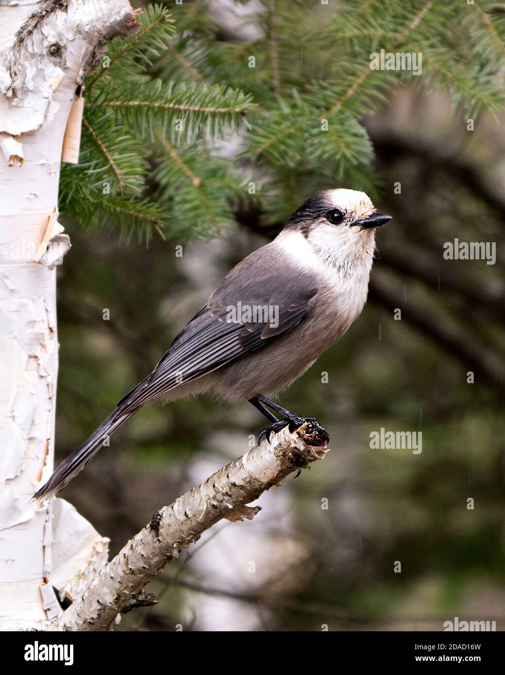 Grey Jay Vogel Nahaufnahme Profil Ansicht auf einer Fichte thront Baum Zweig mit unscharfen Hintergrund in seiner Umgebung und Lebensraum Zeigt graue Federpluma an Stockfoto