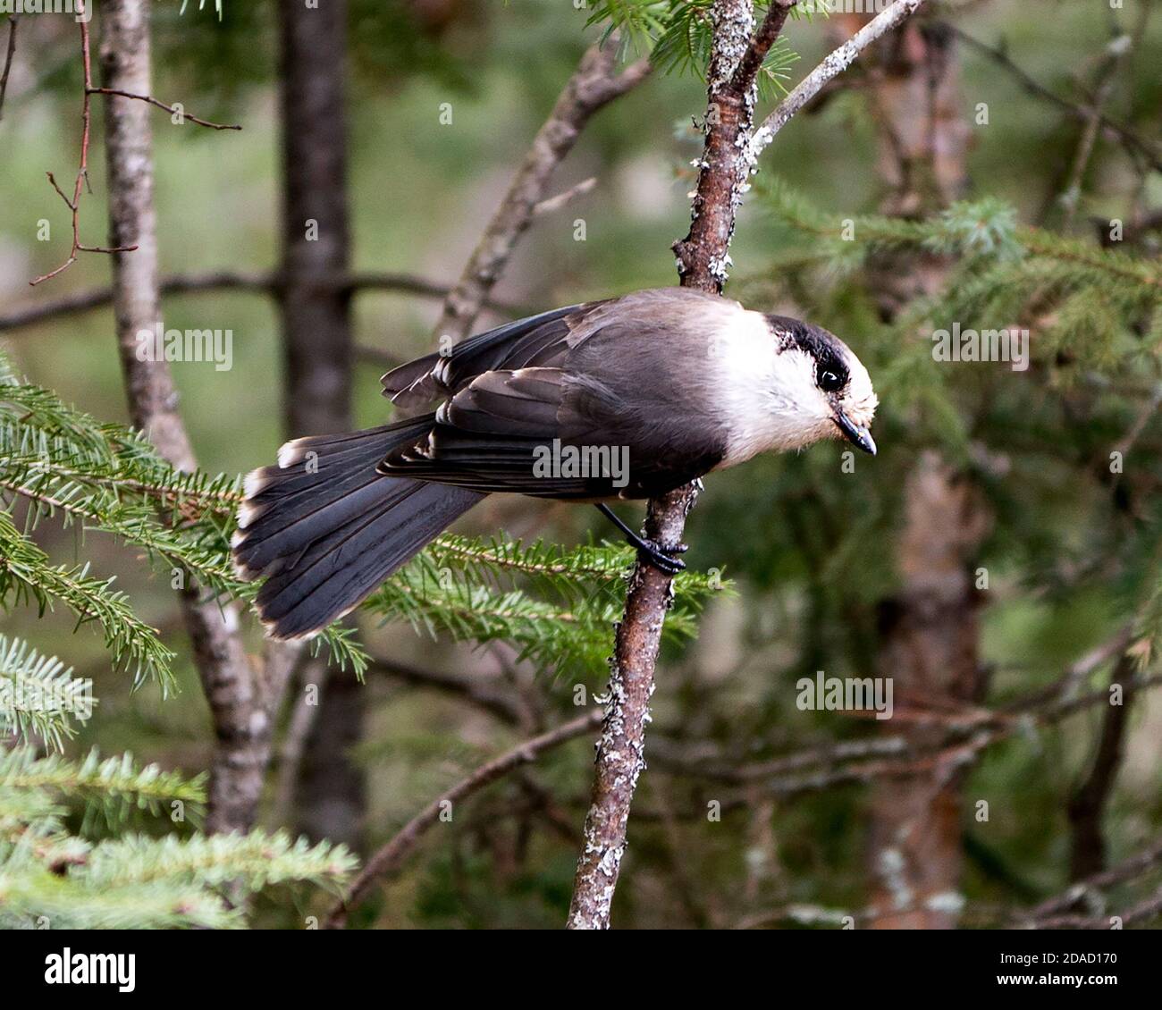 Grey Jay Vogel Nahaufnahme Profil Blick auf einen Zweig mit Fichtennadelbaum thront und verwischen Hintergrund in seiner Umgebung und Lebensraum. Stockfoto