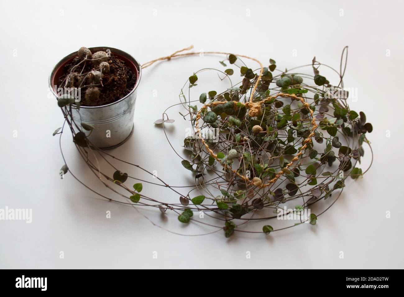 Ceropegia woodii Pflanze, auch als Kette von Herzen bekannt, mit herzförmigen Faden auf weißem Hintergrund Stockfoto