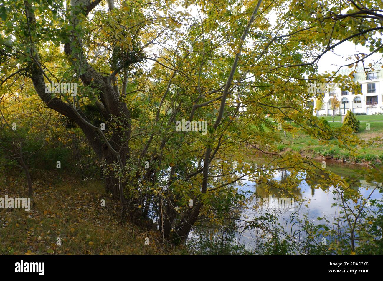 Gelbe Bäume und Blätter im Herbst Stockfoto