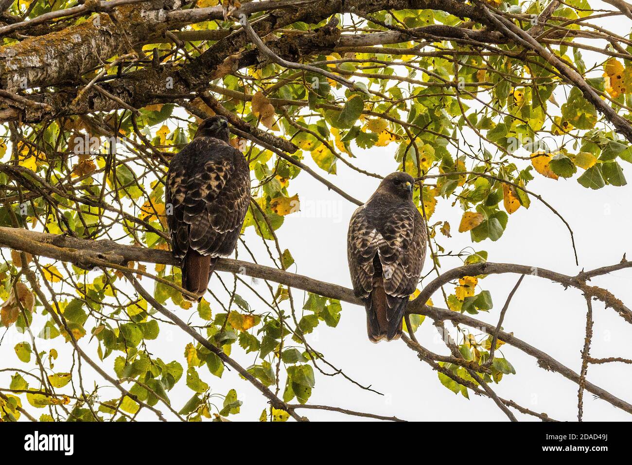 Ein Paar Rotschwanzhawken (Buteo jamaicensis) Im San Luis National Wildlife Refugium im Zentrum Valley of California USA Stockfoto