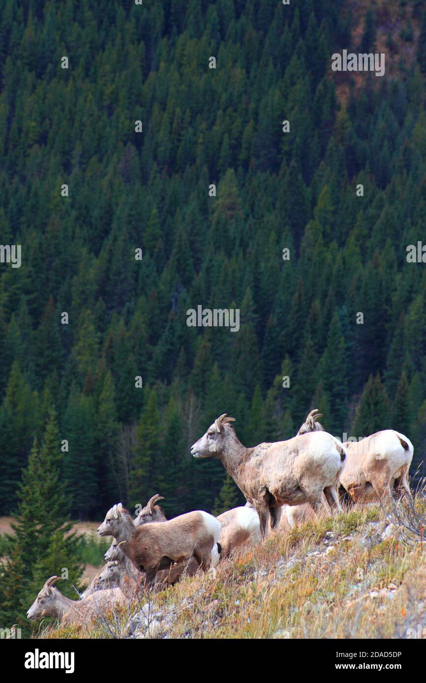 Rockies of Kananaskis Stockfoto