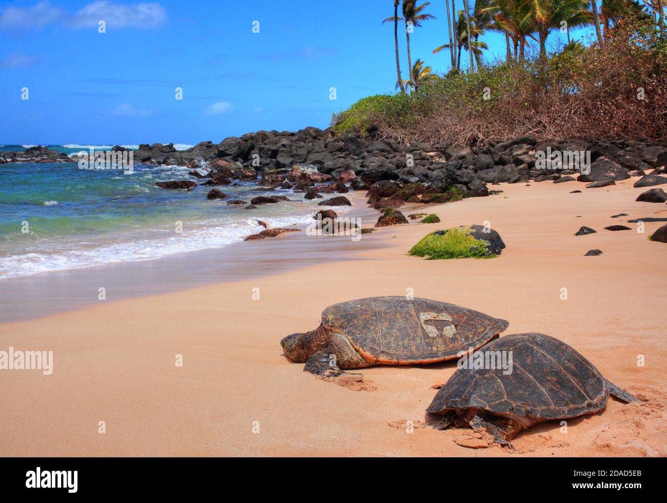 Hawaiianische Landschaft Stockfoto